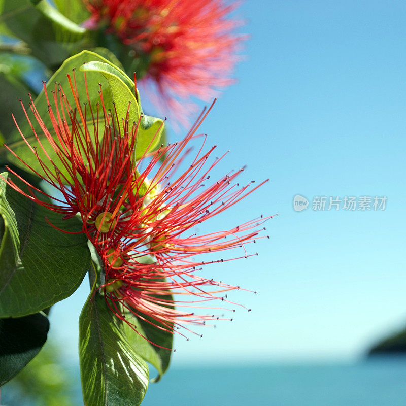 Pohutukawa (Metrosideros excelsa)